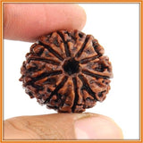 Ten (dus) Mukhi Rudraksha (with silver capping) - OnlinePrasad.com
