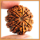 Ten (dus) Mukhi Rudraksha (with silver capping) - OnlinePrasad.com
