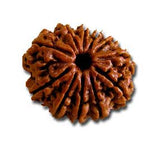 Eleven (Gyarah) Mukhi Rudraksha (with silver capping) - OnlinePrasad.com