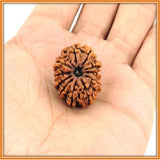 Eleven (Gyarah) Mukhi Rudraksha (with silver capping) - OnlinePrasad.com