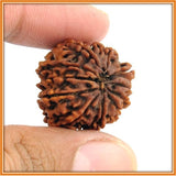 Eleven (Gyarah) Mukhi Rudraksha (with silver capping) - OnlinePrasad.com