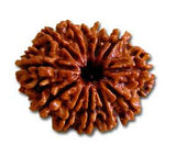 Twelve (Barah) Mukhi Rudraksha (with silver capping) - OnlinePrasad.com