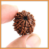 Twelve (Barah) Mukhi Rudraksha (with silver capping) - OnlinePrasad.com