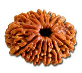 Thirteen (Terah) Mukhi Rudraksha (with silver capping) - OnlinePrasad.com