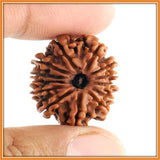 Thirteen (Terah) Mukhi Rudraksha (with silver capping) - OnlinePrasad.com