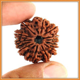 Thirteen (Terah) Mukhi Rudraksha (with silver capping) - OnlinePrasad.com