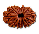 Fourteen (Chaudah) Mukhi Rudraksha (with silver capping) - OnlinePrasad.com