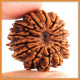 Fourteen (Chaudah) Mukhi Rudraksha (with silver capping) - OnlinePrasad.com