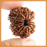 Fourteen (Chaudah) Mukhi Rudraksha (with silver capping) - OnlinePrasad.com