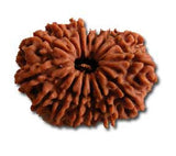 Fifteen (Pandrah) Mukhi Rudraksha (with silver capping) - OnlinePrasad.com