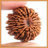 Fifteen (Pandrah) Mukhi Rudraksha (with silver capping) - OnlinePrasad.com
