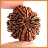 Fifteen (Pandrah) Mukhi Rudraksha (with silver capping) - OnlinePrasad.com
