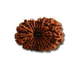 Sixteen (Solah) Mukhi Rudraksha (with silver capping) - OnlinePrasad.com