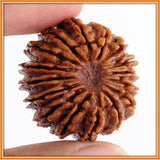 Sixteen (Solah) Mukhi Rudraksha (with silver capping) - OnlinePrasad.com