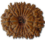 Twenty-one (Ekkis) Mukhi - OnlinePrasad.com