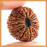 Seventeen (Satrah) Mukhi Rudraksha - OnlinePrasad.com