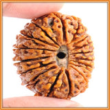 Seventeen (Satrah) Mukhi Rudraksha - OnlinePrasad.com