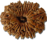 Twenty (Bees) Mukhi Rudraksha - OnlinePrasad.com