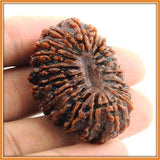 Ninteen (Unnis) Mukhi Rudraksha - OnlinePrasad.com