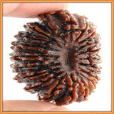 Ninteen (Unnis) Mukhi Rudraksha - OnlinePrasad.com