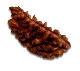 Multi Benefit - Ek Mukhi Rudraksha (with silver capping) - OnlinePrasad.com