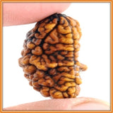 Multi Benefit - Ek Mukhi Rudraksha (with silver capping) - OnlinePrasad.com