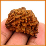 Multi Benefit - Ek Mukhi Rudraksha (with silver capping) - OnlinePrasad.com