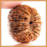 Twenty (Bees) Mukhi Rudraksha - OnlinePrasad.com
