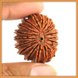 Twenty (Bees) Mukhi Rudraksha - OnlinePrasad.com