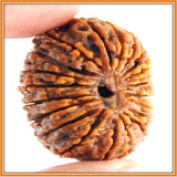 Twenty (Bees) Mukhi Rudraksha - OnlinePrasad.com