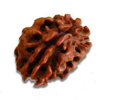 Two (Do) Mukhi Rudrakhsha - Nepal (with silver capping) - OnlinePrasad.com