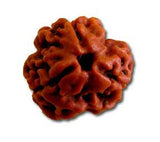 Three (Teen) Mukhi Rudraksha (with silver capping) - OnlinePrasad.com