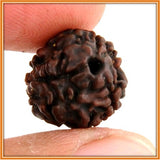 Three (Teen) Mukhi Rudraksha (with silver capping) - OnlinePrasad.com