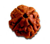 Four (Char) Mukhi Rudraksha (with silver capping) - OnlinePrasad.com