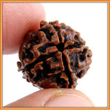 Four (Char) Mukhi Rudraksha (with silver capping) - OnlinePrasad.com