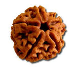 Five (Panch) Mukhi Rudraksha (with silver capping) - OnlinePrasad.com