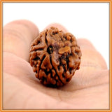 Five (Panch) Mukhi Rudraksha (with silver capping) - OnlinePrasad.com