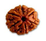 Six (Chah) Mukhi Rudraksha (with silver capping) - OnlinePrasad.com