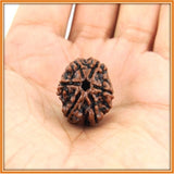 Six (Chah) Mukhi Rudraksha (with silver capping) - OnlinePrasad.com