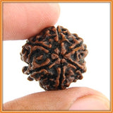 Six (Chah) Mukhi Rudraksha (with silver capping) - OnlinePrasad.com