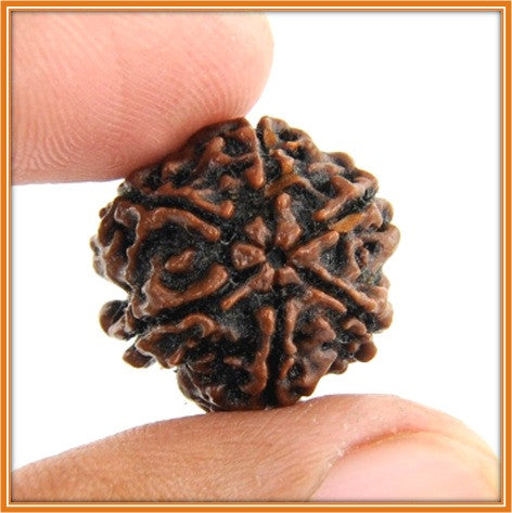 Six (Chah) Mukhi Rudraksha (with silver capping) – OnlinePrasad.com