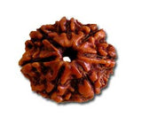 Dhan Prapti - Seven (Saath) Mukhi Rudraksha (with silver capping) - OnlinePrasad.com