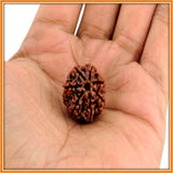 Dhan Prapti - Seven (Saath) Mukhi Rudraksha (with silver capping) - OnlinePrasad.com