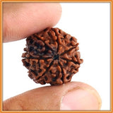 Dhan Prapti - Seven (Saath) Mukhi Rudraksha (with silver capping) - OnlinePrasad.com