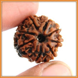 Eight (Aath) Mukhi Rudraksha (with silver capping) - OnlinePrasad.com
