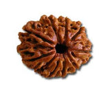 Nine (Nau) Mukhi Rudraksha (with silver capping) - OnlinePrasad.com