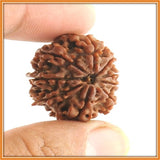 Nine (Nau) Mukhi Rudraksha (with silver capping) - OnlinePrasad.com