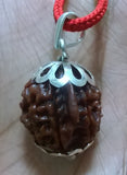 Wisdom & Wealth: Ganesha Rudraksha (with silver capping) - OnlinePrasad.com