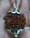 Wisdom & Wealth: Ganesha Rudraksha (with silver capping) - OnlinePrasad.com