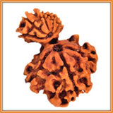 Healthy Child & Mother: Ganesh (Garbh) Gauri Rudraksha(with silver capping) - OnlinePrasad.com